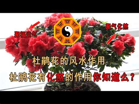 杜鵑花 風水|杜鵑花的風水擺放講究和作用